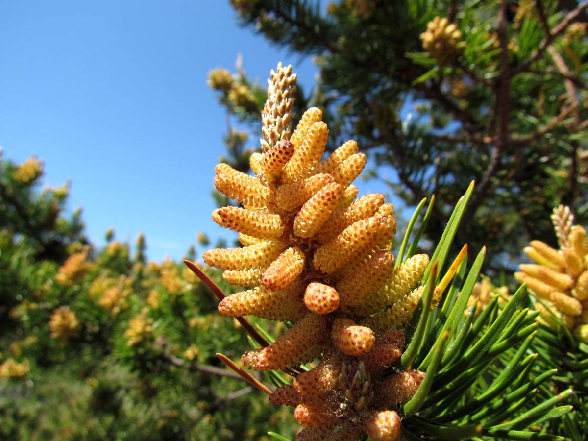 Organic Pine Pollen